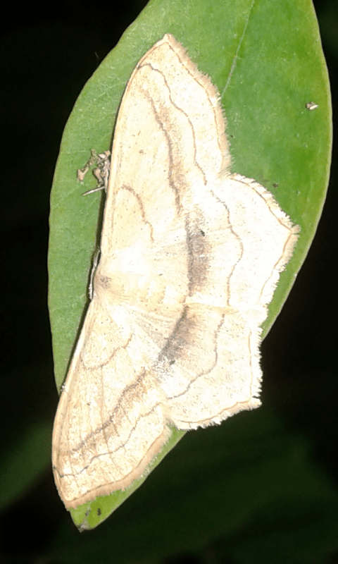 Scopula imitaria (Geometridae)?  S